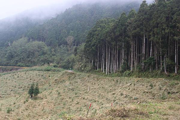 ⛺️【北部野營地點推薦】走進新竹神秘黑森林 |【羅山林道】北