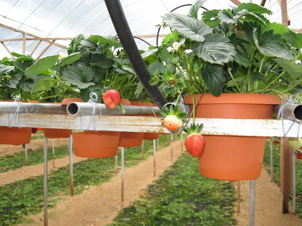 Strawberry