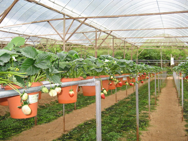 Strawberry