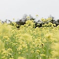 關山 油菜花田