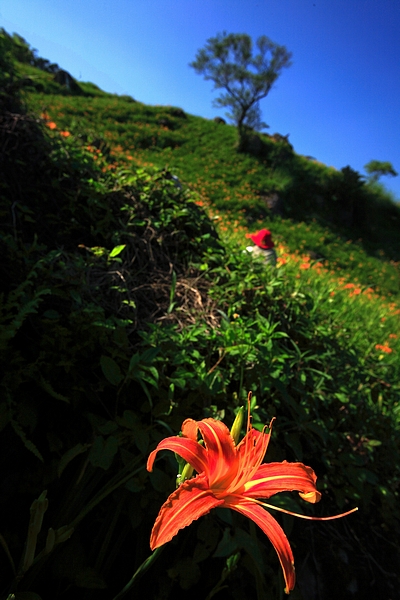 tn_A9-距離20080816flower-8695a.jpg