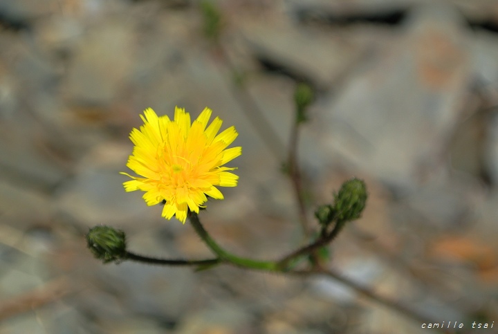 DSC_1898-玉山毛蓮菜.jpg