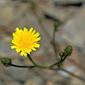 DSC_1898-玉山毛蓮菜.jpg