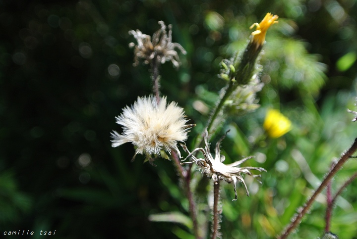 DSC_1921-玉山毛蓮菜.jpg