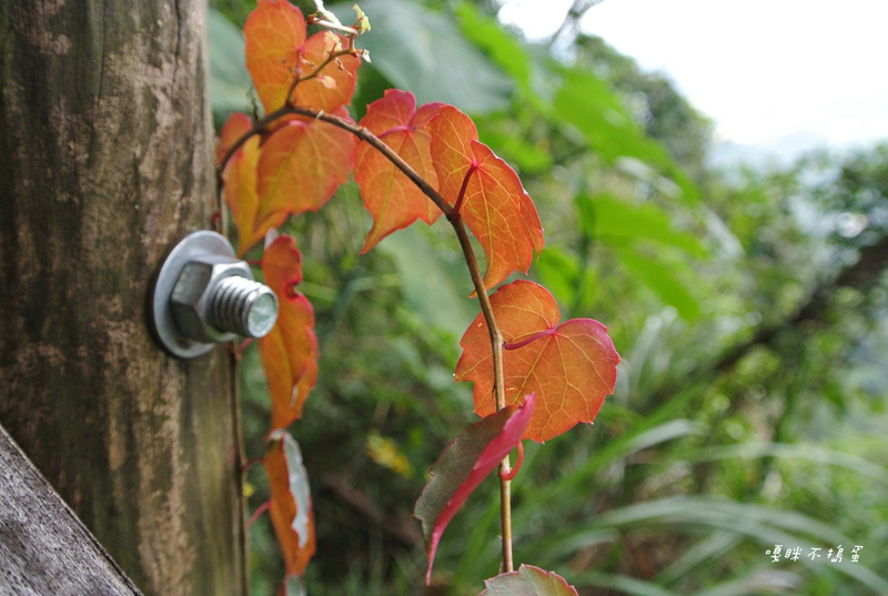 DSC_4882.jpg DSC_4882.jpg