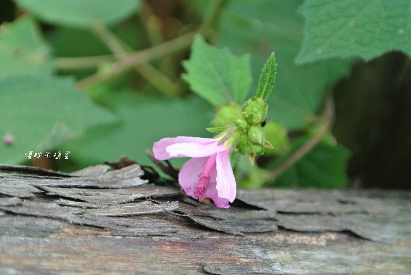 DSC_4908.jpg DSC_4908.jpg