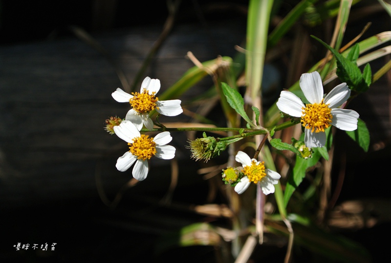 DSC_4972.jpg DSC_4972.jpg