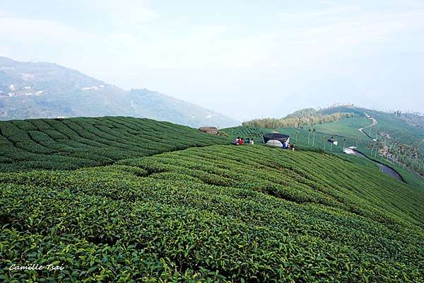 嘉義梅山 碧湖村 碧湖山觀光茶園 嘎眯不搗蛋 痞客邦