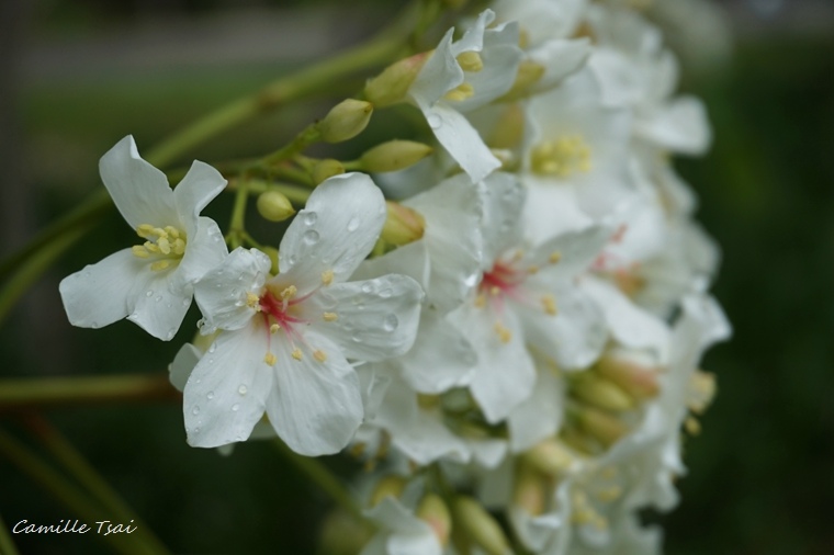 │南投埔里│暨南大學桐樂會(純紀錄) 暨南大學,桐花,合歡山,奇萊山,桐樂會,南投埔里,防蚊液,南投,埔里,百岳,小百岳
