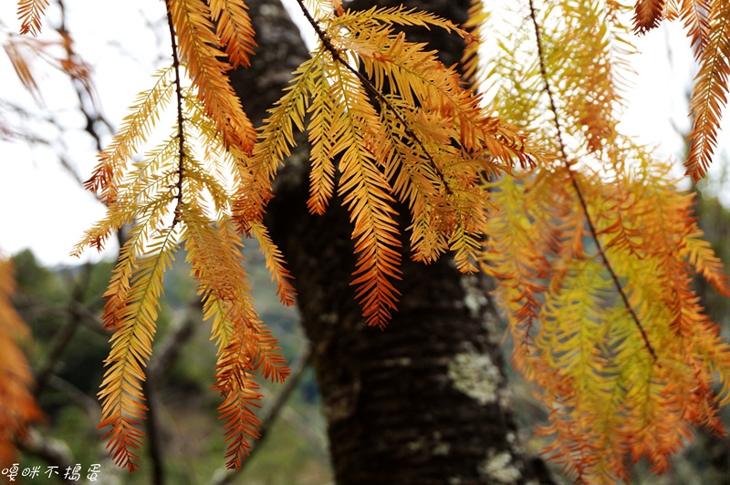 DSC08806.jpg DSC08806.jpg