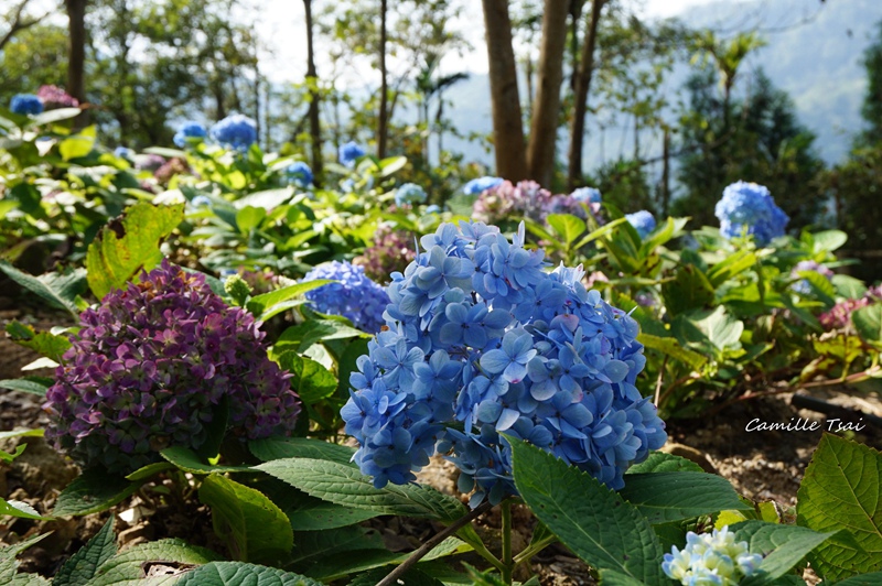 DSC09188.jpg DSC09188.jpg