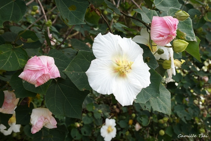 DSC09201.jpg DSC09201.jpg