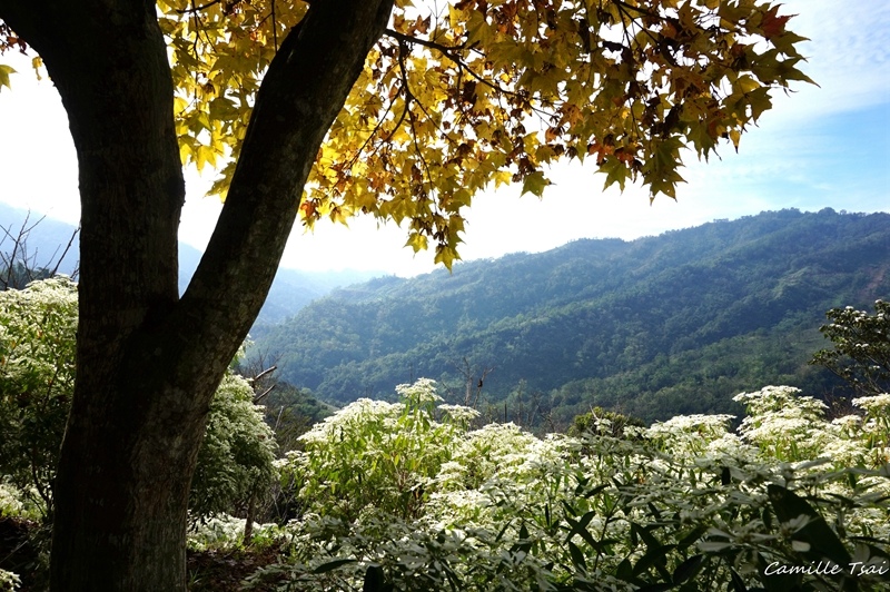 DSC09244.jpg DSC09244.jpg