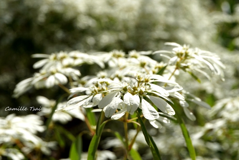 DSC09275.jpg DSC09275.jpg