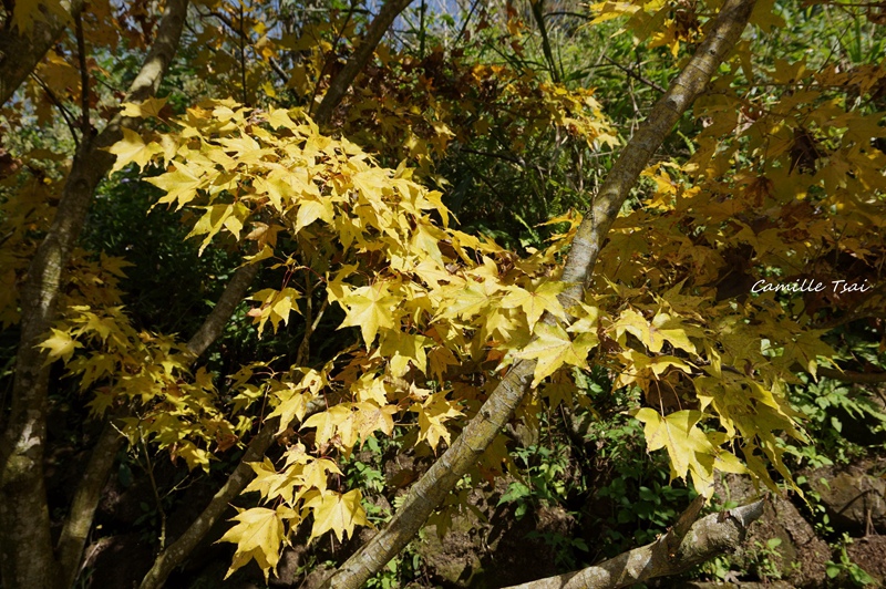 DSC09307.jpg DSC09307.jpg