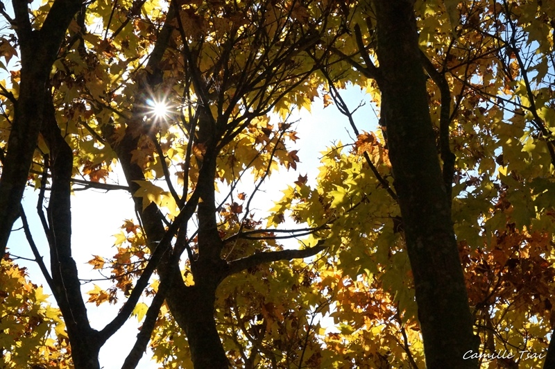 DSC09323.jpg DSC09323.jpg