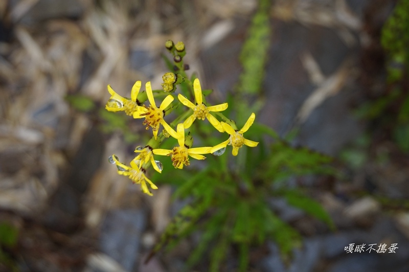 DSC01647.jpg DSC01647.jpg