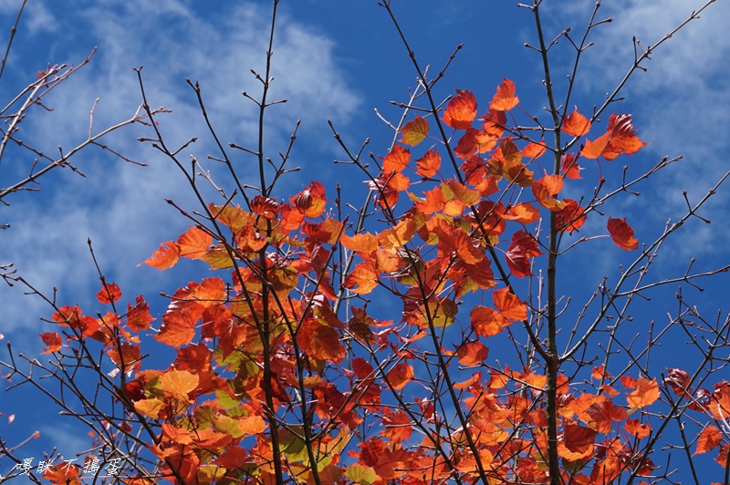 DSC00377.jpg DSC00377.jpg