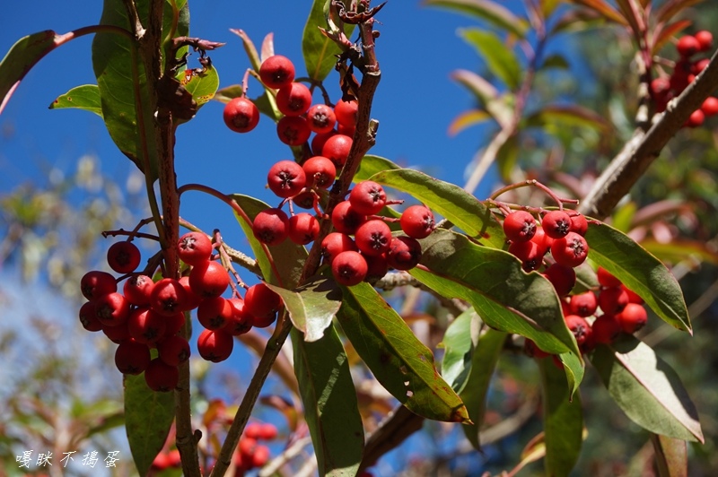 DSC00430.jpg DSC00430.jpg