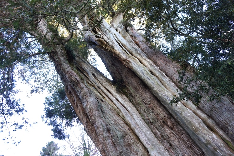 DSC00518.jpg DSC00518.jpg