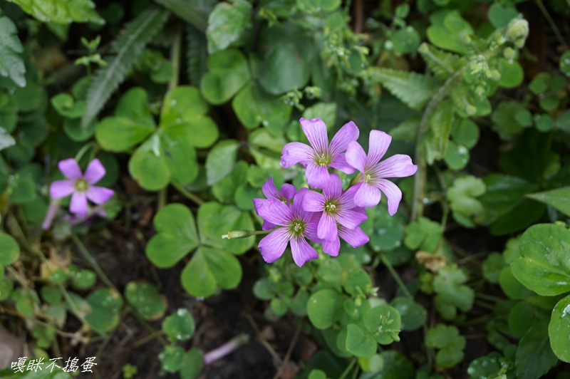 DSC00350.jpg DSC00350.jpg