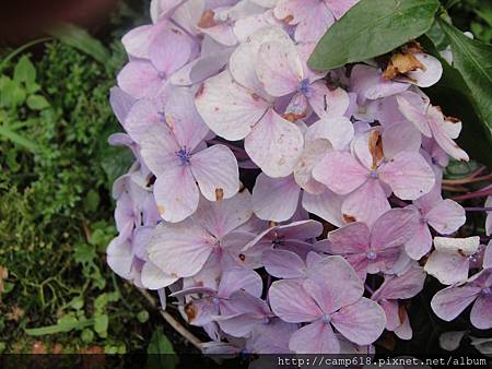 繡球花.JPG