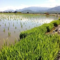 綠油油稻田