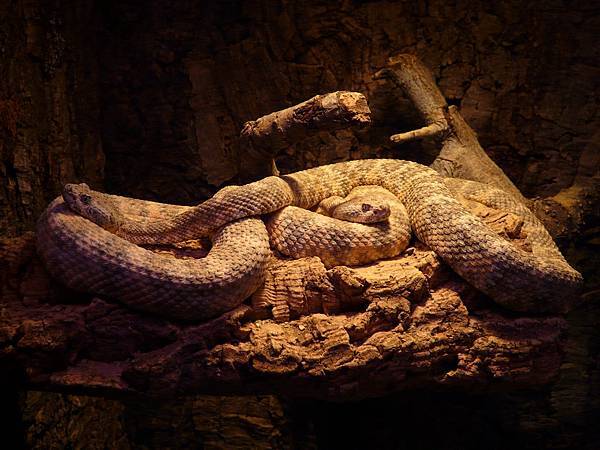 spotted-rattlesnake-snakes-crotalus-mitchellii-rattlesnakes-53488.jpeg spotted-rattlesnake-snakes-crotalus-mitchellii-rattlesnakes-53488.jpeg