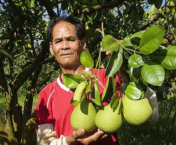 豐味果品林金財阿公.jpg 豐味果品林金財阿公.jpg