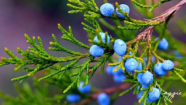 Autumn-nature-juniper-blue-berries-water-drops_1920x1080.jpg Autumn-nature-juniper-blue-berries-water-drops_1920x1080.jpg
