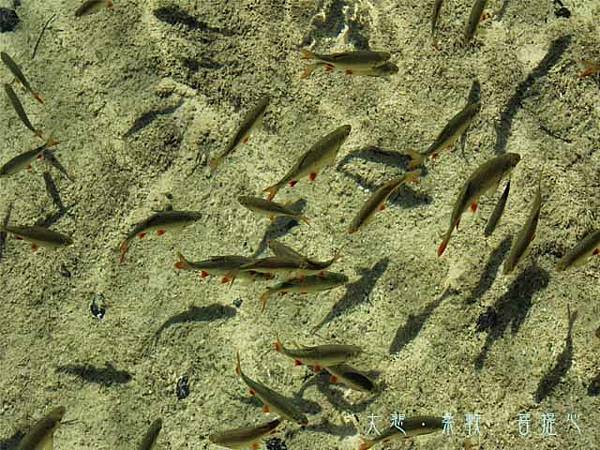 放生應注意的幾點事項