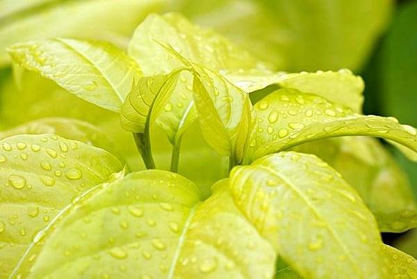 參加蛇年新春加持祈福供燈法會的體悟