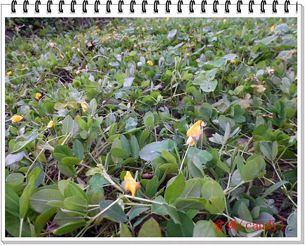 秀氣可愛地被 蔓花生 園藝享活家 愛媽 Candy 分享園地 痞客邦 秀氣可愛地被 蔓花生 園藝享活家 愛媽 Candy 分享園地 痞客邦