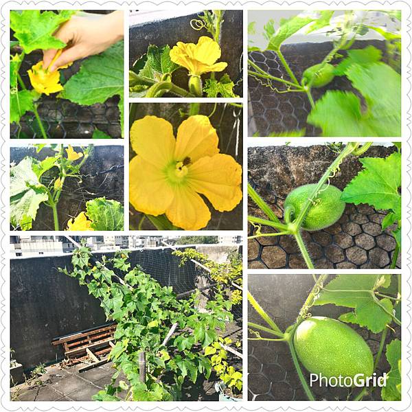 PhotoGrid_1464749211449.jpg PhotoGrid_1464749211449.jpg