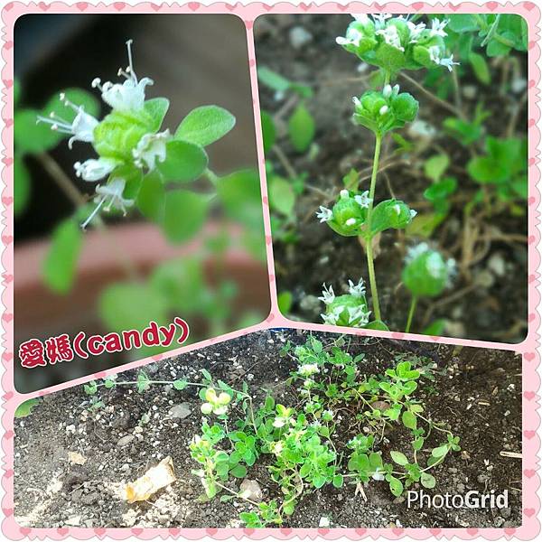 IMG_9445.JPG IMG_9445.JPG