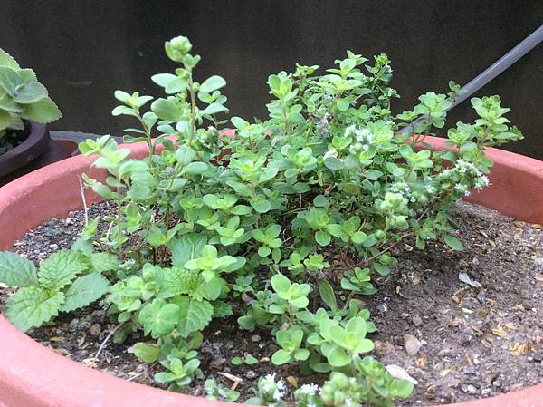 IMG_0048.JPG IMG_0048.JPG