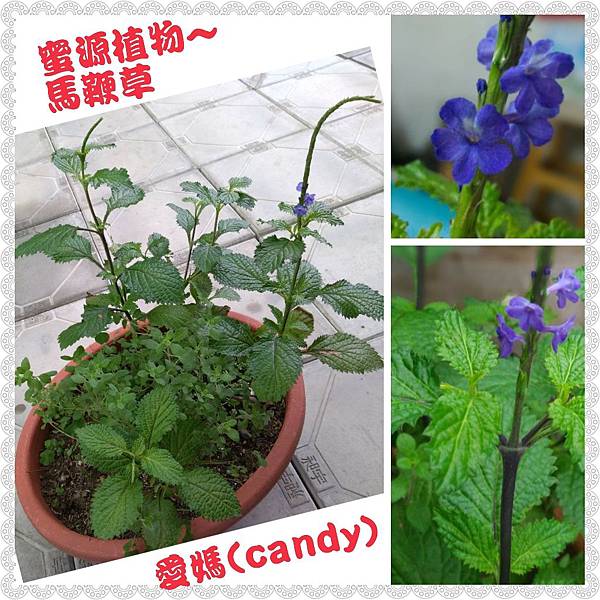 PhotoGrid_1517279375694.jpg PhotoGrid_1517279375694.jpg