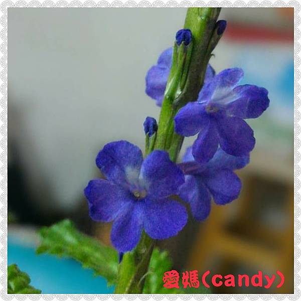 園藝植物 馬鞭草 長穗木 雪花台湾 園藝植物 馬鞭草 長穗木 雪花台湾