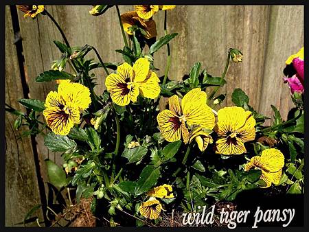 Wild tiger pansy