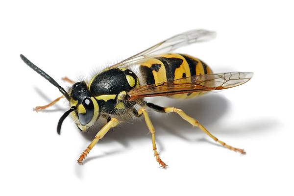 European_wasp_white_bg