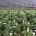 海、芋、田