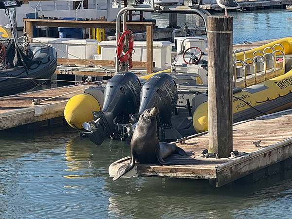 美國 San Francisco-09 海獅碼頭Pier 3