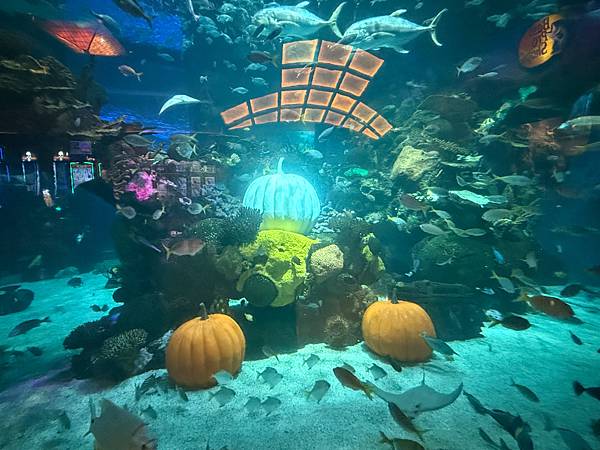 美國 Las Vegas-42 Mermaid's show 美國 Las Vegas-42 Mermaid's show