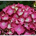 03.2010臺北國際花卉博覽會.jpg
