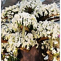 13.2010臺北國際花卉博覽會.jpg