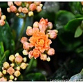 15.2010臺北國際花卉博覽會.jpg