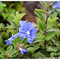 23.2010臺北國際花卉博覽會.jpg