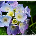25.2010臺北國際花卉博覽會.jpg