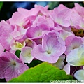 26.2010臺北國際花卉博覽會.jpg