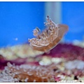 12.國立海洋生物博物館.jpg